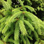 چوب درخت نوئل (Spruce trees)
