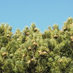 چوب درخت کاج (Pine trees) - سوزنی برگان