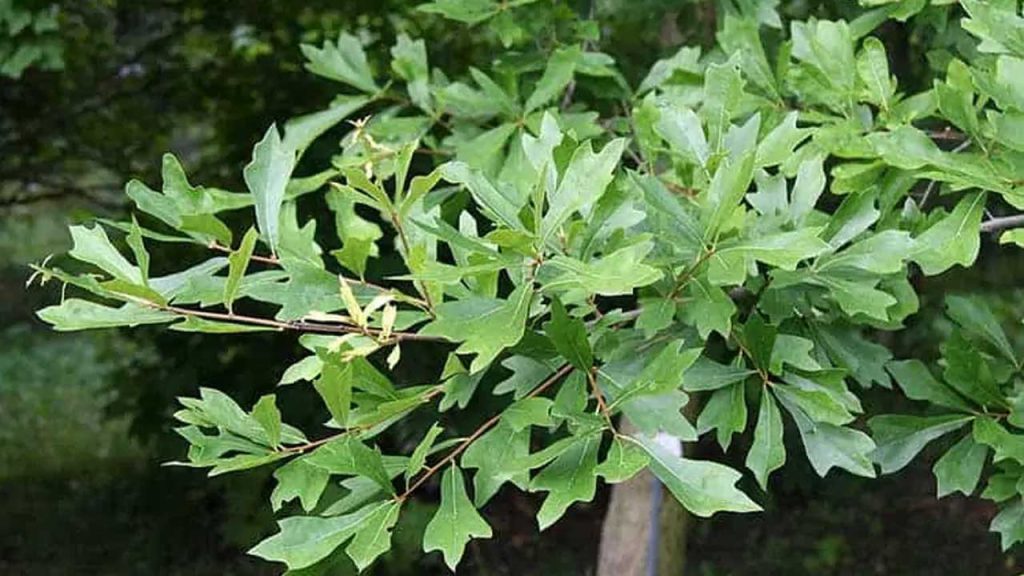 چوب بلوط آبی