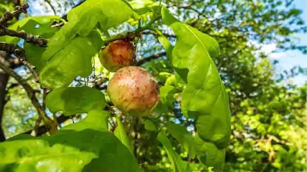 چوب بلوط انگلیسی