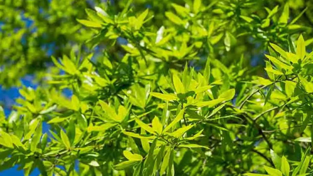 معرفی انواع چوب بلوط بید