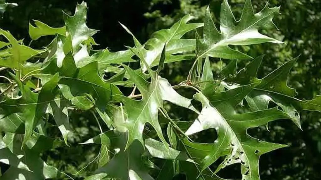 چوب بلوط سیاه