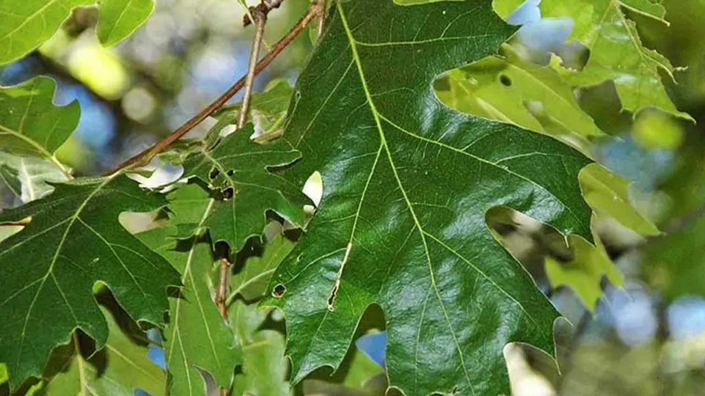 چوب بلوط سیاه کالیفرنیا