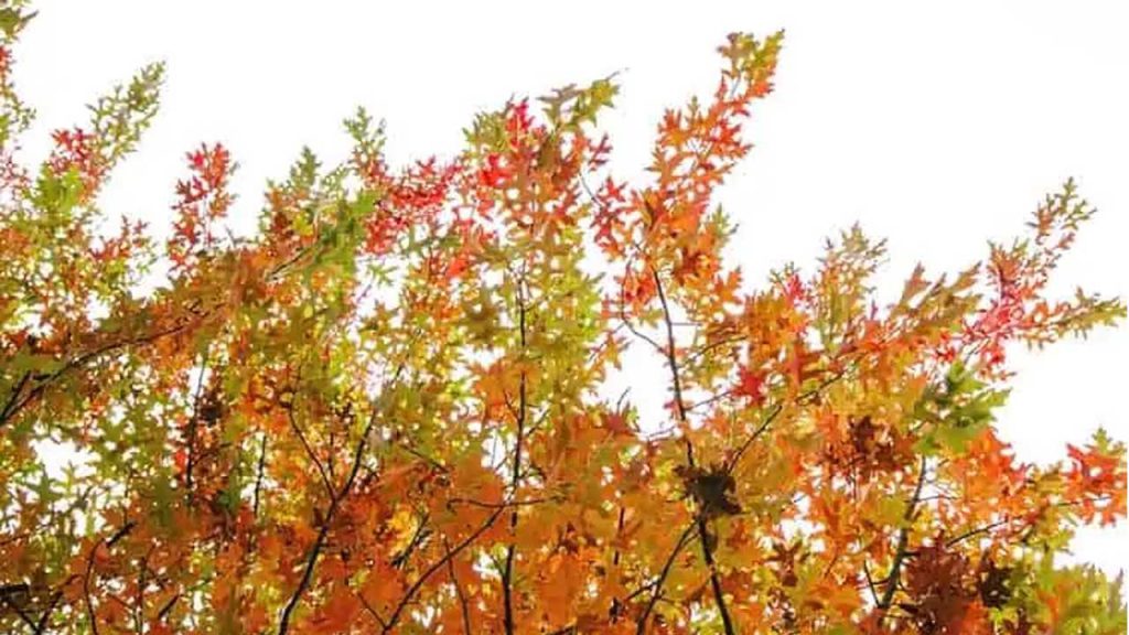 بلوط پین یا بلوط شمشادی