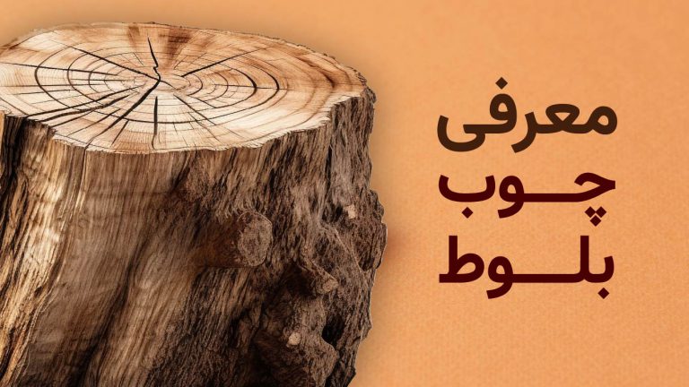 معرفی چوب بلوط؛ آشنایی با انواع چوب بلوط