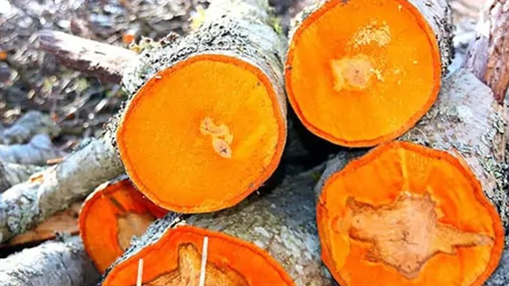 چوب توسکا (Alder)