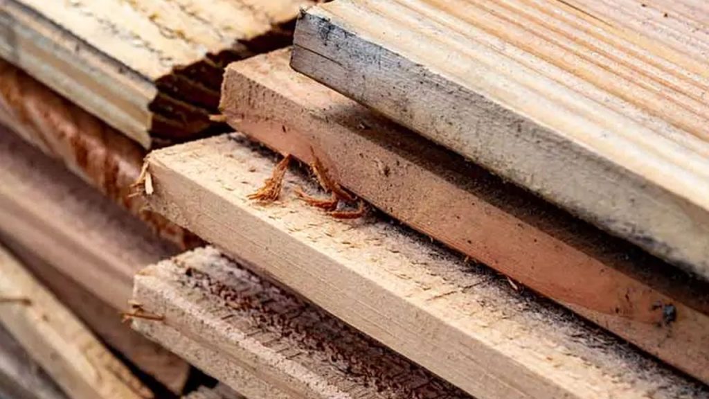 قیمت چوب صنوبر داگلاس (Douglas Fir)