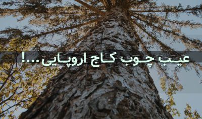 عیب چوب کاج اروپایی
